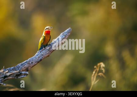 Weißfrontenbienenfresser mit einer Insektenbeute bei Sonnenaufgang im Greater Kruger National Park, Südafrika; Specie Merops bullockoides Familie der Meropidae Stockfoto