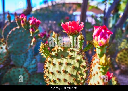 Blühender Opuntienkaktus mit rosa Blüten in einem sonnenbeschienenen Kaktusgarten, Nahaufnahme Stockfoto