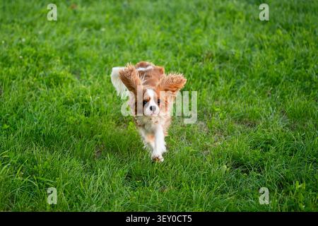Aktiver Kavalier König Charles Spaniel, der schnell durch grünes Gras läuft, mit den Ohren flatternd. Energiegeladener Outdoor-Hund, reinrassiger Welpe, Training, agi Stockfoto