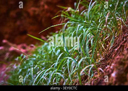 Frische taufeuchte Grashalme Nahaufnahme mit erdiger Böschung und natürlicher Textur Stockfoto