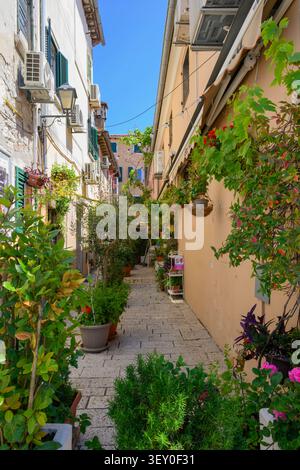 Eine Fußgängerzone mit blühenden Pflanzen und Weinstöcken in der Altstadt von Rovinj, Istrien, Kroatien Stockfoto