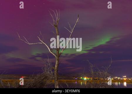 Grüne aurora gleitet über einen violetten Himmel, während ein einsamer Baum über ruhigem Wasser steht und die Lichter einer fernen Stadt reflektiert. Stockfoto