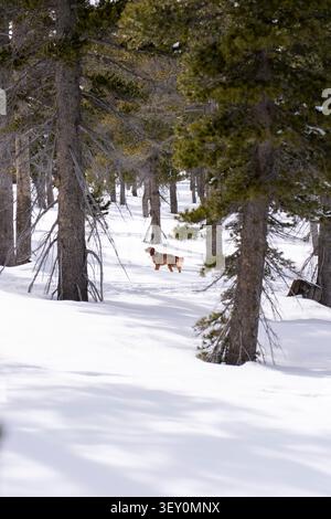 Ein goldener Retriever wandert durch einen verschneiten Wald, dessen Weg von sanftem Sonnenlicht über den Wintergrund erleuchtet wird. Stockfoto