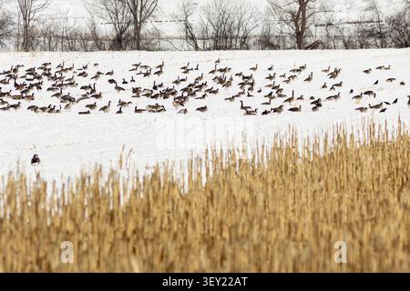 Kanadiengänse ernähren sich auf einem schneebedeckten Farmfeld mit Maisstielen im Vordergrund in der Town of Wawayanda, N.Y. Stockfoto