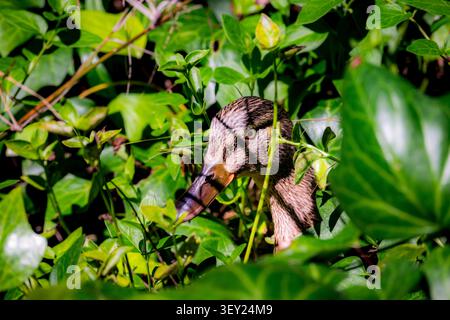 Bei einem Nahaufnahme wird der Kopf einer Stockenente aus dicht grünen Blättern erfasst, die wachsam und wachsam in der Vegetation ist Stockfoto