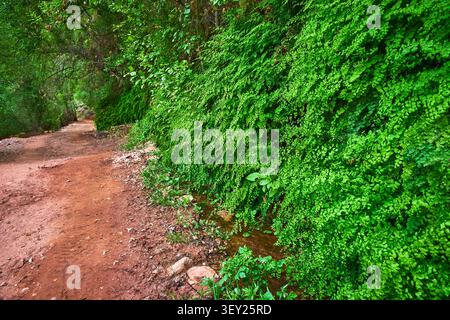 Üppige Fern Wall und Dirt Trail in Green Forest Arizona Nature Stockfoto