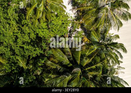 Aus der Vogelperspektive der Kokospalmen auf Dhigurah Island, Malediven, mittags Stockfoto