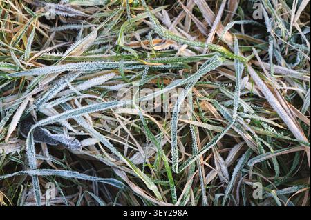 Nahaufnahme der frostbedeckten Grashalme für eine strukturierte, natürliche Winterszene mit Grün- und Brauntönen Stockfoto