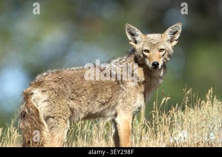 Ein Kojote schaut in die Kamera im Turnbull Wildlife Refuge in Cheney, Washington. Stockfoto