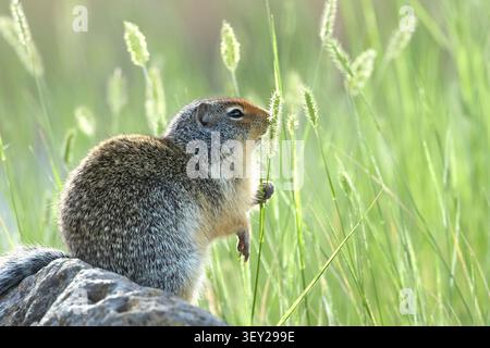 Ein kolumbianisches Bodenhörnchen, das auf einem Felsen sitzt, schnappt sich eine hohe Pflanze im Turnbull Wildlife Refuge in Cheney, Washington. Stockfoto