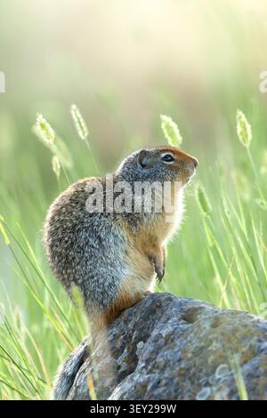 Im Turnbull Wildlife Refuge in Cheney, Washington, befindet sich ein niedliches kolumbianisches Eichhörnchen auf einem Felsen, umgeben von hohem Gras. Stockfoto