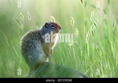 Im Turnbull Wildlife Refuge in Cheney, Washington, befindet sich ein niedliches kolumbianisches Eichhörnchen auf einem Felsen, umgeben von hohem Gras. Stockfoto
