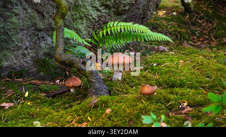 Wilde Pilze wachsen zwischen grünem Moos, Farnen und gefallenen Blättern auf einem Waldboden Stockfoto