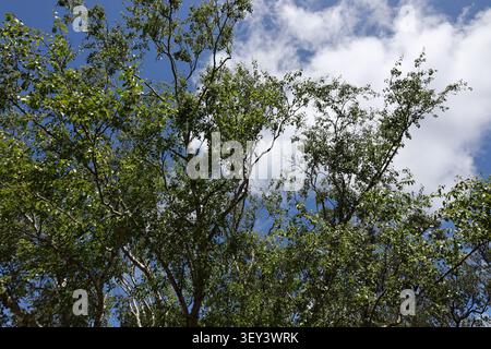 Birkenbaumbaldachin, charakteristische weiße Rinde auf Ästen sichtbar, vor tiefblauem Himmel, geschwollene weiße Wolken Stockfoto