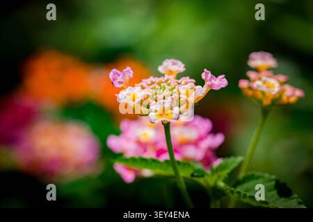 Leuchtende lantana Camara-Blüten in verschiedenen Farben von Rosa bis Gelb schaffen einen farbenfrohen natürlichen Hintergrund. Thailand Fotografie, keine Generation Stockfoto