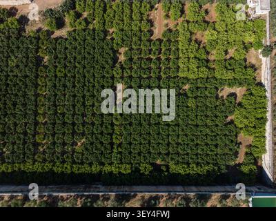 Aus der Vogelperspektive eines Olivenhains mit Baumreihen in Fasano, Apulien, Italien. Stockfoto