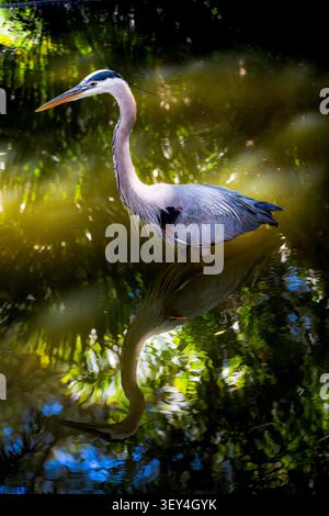 Ein majestätischer großer blauer Reiher, Ardea herodias, steht geduldig in einem ruhigen Teich, dessen elegante Reflexion auf der Wasseroberfläche inmitten üppiger Vegetation schimmert Stockfoto