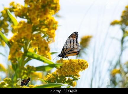 Wunderschöner Monarchschmetterling auf einer goldenen Stabblume während der Wanderung Stockfoto