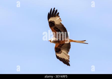 Ein roter Drachen fliegt über dem Himmel, der mit seinem Schnabel weit geöffnet ist, während er ruft oder spricht, während er sein gemustertes Unterflügelgefieder zeigt. Stockfoto