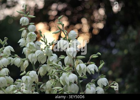 Nahaufnahme von blühenden weißen Yucca-Blüten mit weichem Bokeh-Hintergrund bei Sonnenuntergang, mit zarten glockenförmigen Blüten in einer Gartenumgebung Stockfoto