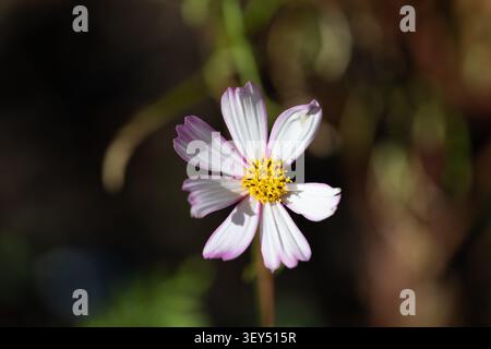 Garden Cosmos (Cosmos bipinnatus) Blume, Juni 2026 Stockfoto