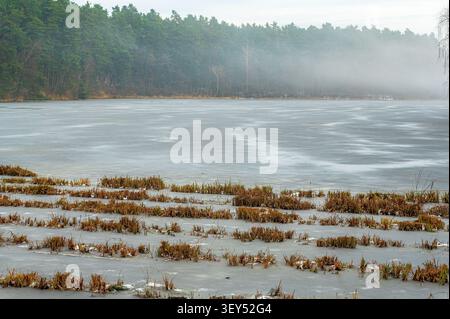 Gefrorener Hammersee bei Bodenwoehr im Landkreis Schwandorf, Bayern, Deutschland, mit trockenen Schilfflächen, die aus dem Eis ragen, und einem dichten Nadelwald Stockfoto