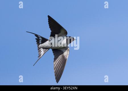 Rauchschwalbe, Rauch-Schwalbe, Schwalbe, Schwalben, Weibchen, fliegend, Flug, Flugbild, Hirundo rustica, Schwalbe, Scheunenschwalbe, weiblich, fliegt, fliegt Stockfoto