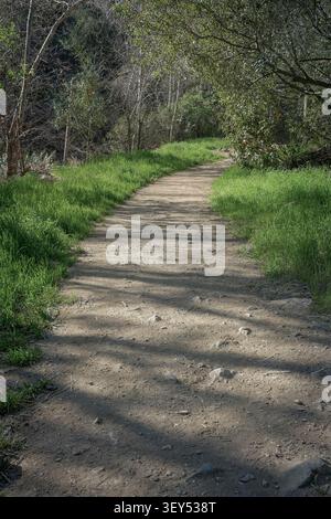 Sonnendurchfluteter Feldweg durch grüne Wälder, der einen friedlichen Waldwanderweg mit sanftem natürlichem Licht zeigt. Stockfoto