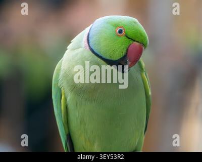 Ringhals-Sittich (Psittacula krameri) männlich mit charakteristischer Kopfneigung, London Garden. Kurioses Verhalten, Urban Paprot UK. Stockfoto