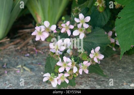 Eine Nahaufnahme von zarten rosafarbenen brombeerblüten und unreifen grünen Beeren, die auf einem üppigen grünen Busch in einem Garten wachsen. Stockfoto