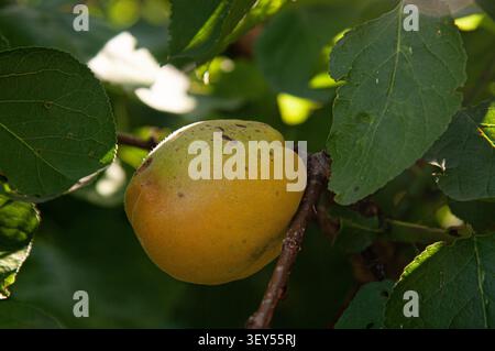 Eine Nahaufnahme einer einzigen gelben Frucht, die auf einem Baumzweig inmitten von üppigem grünem Laub wächst. Die Szene spielt in einem Garten oder Obstgarten im Freien, fangen Sie ein Stockfoto