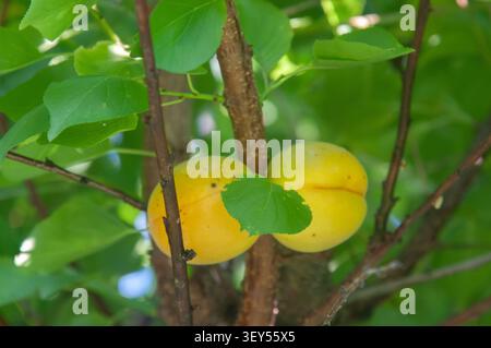 Eine Nahaufnahme von zwei Reifen gelben Aprikosen, die an einem Baumzweig zwischen üppig grünen Blättern in einem Garten hängen. Stockfoto