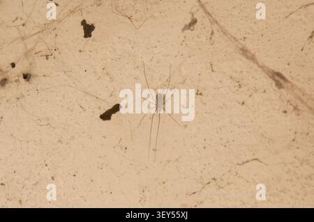 Eine Nahaufnahme einer kleinen, dünnbeinigen Spinne, die auf einer hellen, strukturierten Wand krabbelt. Das Bild zeigt Details der Spinne und der Wandoberfläche Stockfoto