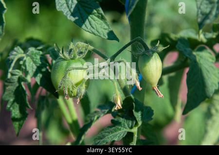 Eine Nahaufnahme kleiner, grüner, unreifer Tomaten, die an einem Pflanzenstamm mit üppig grünen Blättern hängen. Das Bild erfasst Wachstum und n Stockfoto