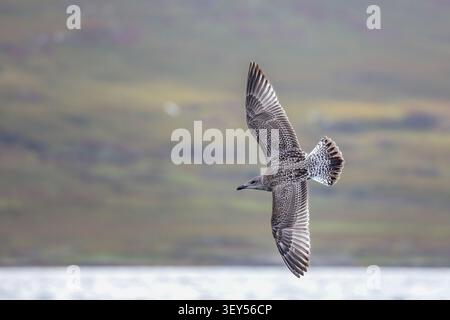 Junger Möwenadler - Junger Möwenadler zeigt volles Flügelgefieder. Isle of Mull, Schottland Stockfoto