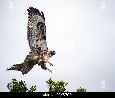 Junger Rotschwanzfalke, der vom Baum abhebt. Kalifornien. USA. Stockfoto