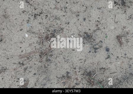 Eine Nahaufnahme von trockenem, sandigem Boden, der mit getrockneten Pflanzenstoffen, kleinen Kieselsteinen und organischen Ablagerungen bedeckt ist, im Freien. Stockfoto