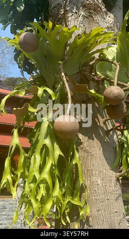 Kanonenkugelbaum mit großen runden Früchten und grünen Farnen auf dem Stamm. Eine Nahaufnahme eines einzigartigen Kanonenkugelbaums mit schwerer, runder brauner fru Stockfoto