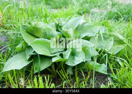 Eine Nahaufnahme einer üppig grünen Hosta-Pflanze mit Süßwassertropfen auf den Blättern, die während eines Tageszimmers im Garten oder auf dem Rasen wächst Stockfoto