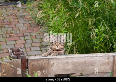 Eine braune Tabbykatze blickt direkt in die Kamera, während sie ihre Vorderpfoten auf einem verwitterten Holzzaun in einer Gartenumgebung ablegt. Die Stimmung ist ruhig und rela Stockfoto