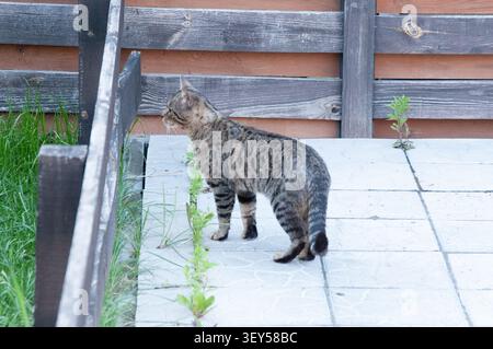 Eine gestreifte Tabbykatze steht auf einer hellen gefliesten Terrasse neben einem dunklen Holzzaun und grünem Gras. Die Katze befindet sich in der Profilansicht und blickt in Richtung Stockfoto
