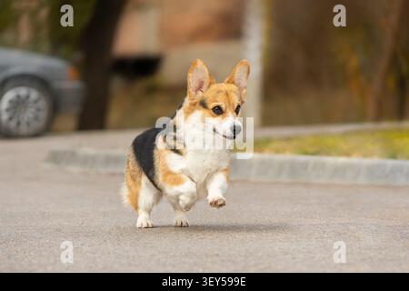 Ein dreifarbiger Pembroke Welsh Corgi rennt auf ein Treffen zu. Foto eines springenden Hundes Stockfoto