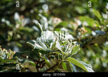 Grüne Blätter mit flauschigen weißen Unterseiten wachsen draußen auf Ästen. Whitebeam Sorbus Aria Majestica. Natürliche botanische Artenvielfalt und Outdoor Stockfoto