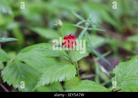Nahaufnahme-Makroaufnahme der glänzenden roten Beeren der Heidelbeerpflanze in der Wildnis des Manitobanischen Waldes beim Beeren sammeln. Stockfoto