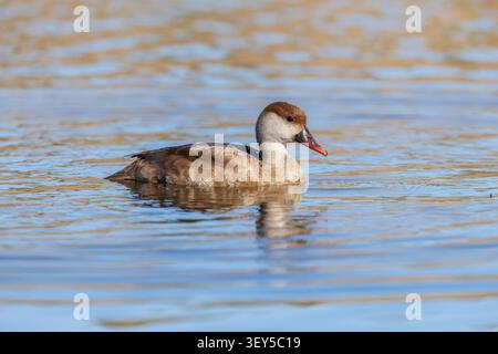 Red Crested Pochard; Netta rufina; weiblich; UK Stockfoto