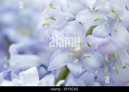 Spanisch Bluebell; Detail; UK Stockfoto