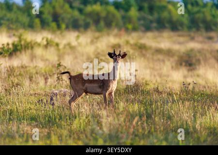 Europäischer Damhirsch (Dama dama) auf offenem Trockenrasen Stockfoto