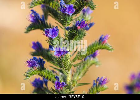 Echium vulgare (Viper's Bugloss) in Bloom Stockfoto