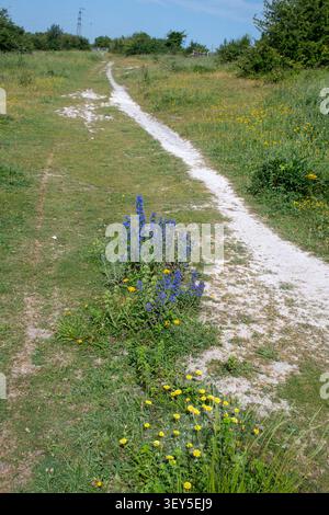 Viper's-Bugloss (Echium vulgare) und andere Wildblumen auf dem Portsdown Hill, einem Kreidegraslandrücken mit Blick auf Portsmouth, Hampshire, England, Großbritannien Stockfoto