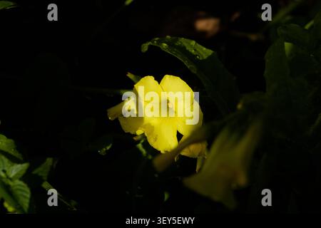Gelbe Sauerampfer Blume blüht vor dunklem Hintergrund in natürlichem Licht Stockfoto